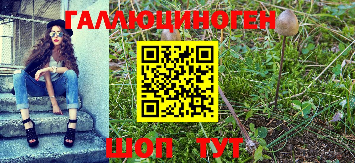 Галлюциногенные грибы Psilocybe  Вход с VPN  Зима  Галлюциногенные грибы мицелий 